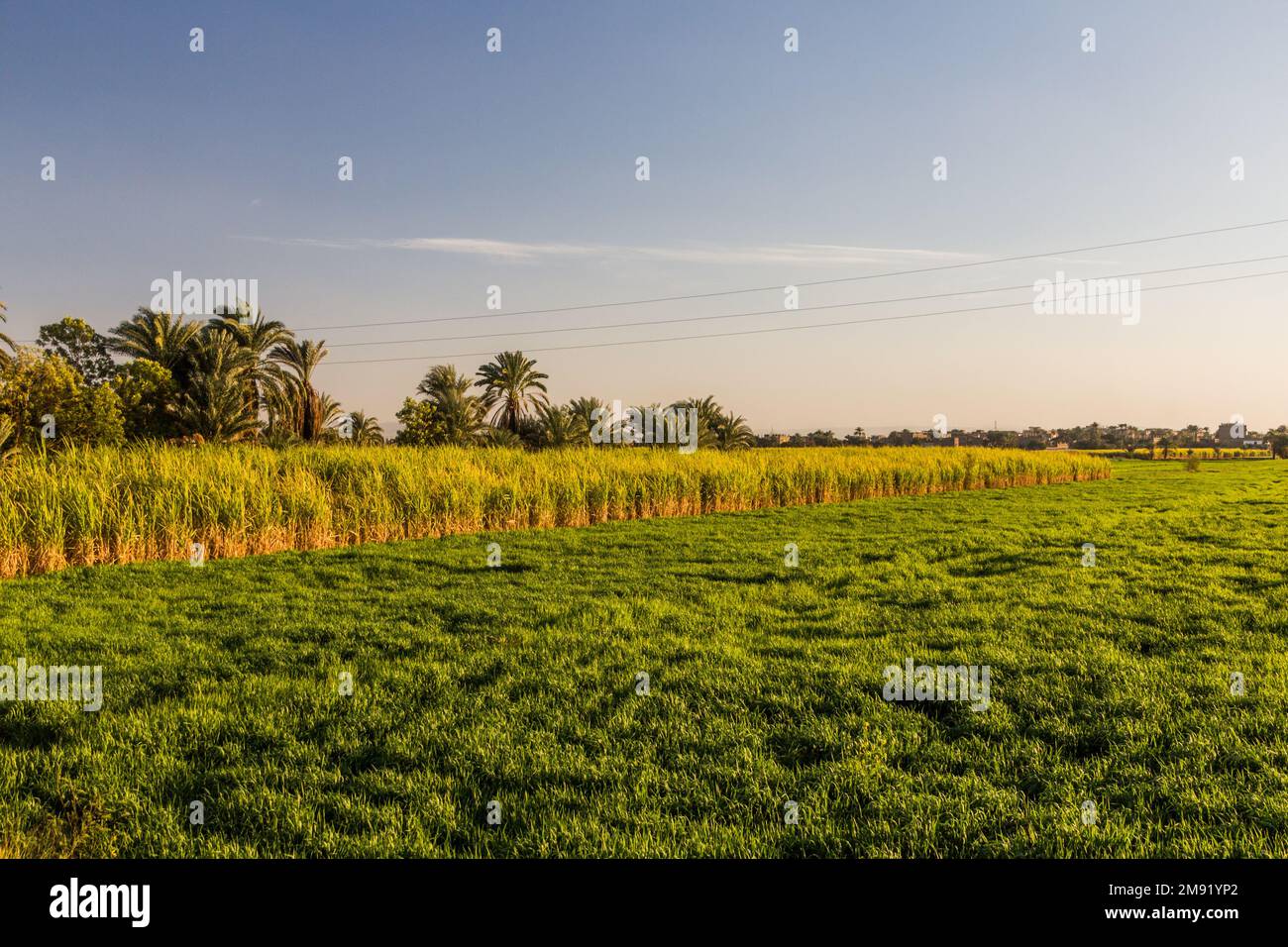 River nile agricultural irrigation hi-res stock photography and images ...