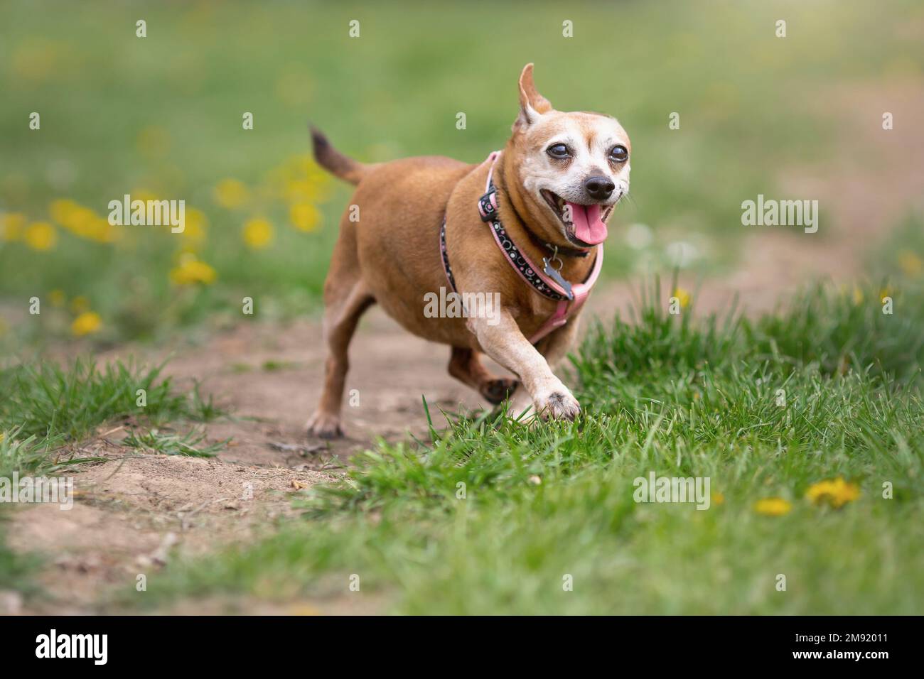 Old happy mongrel dog of chihuhua type walking at nature Stock Photo
