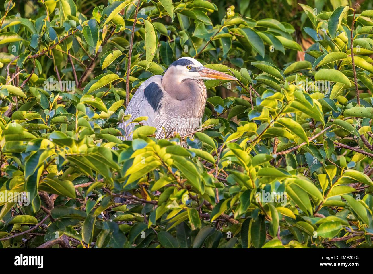 The grey heron is an easily recognised, grey-backed bird, with long legs, a long, white neck, bright yellow bill and a black eyestripe that continues Stock Photo