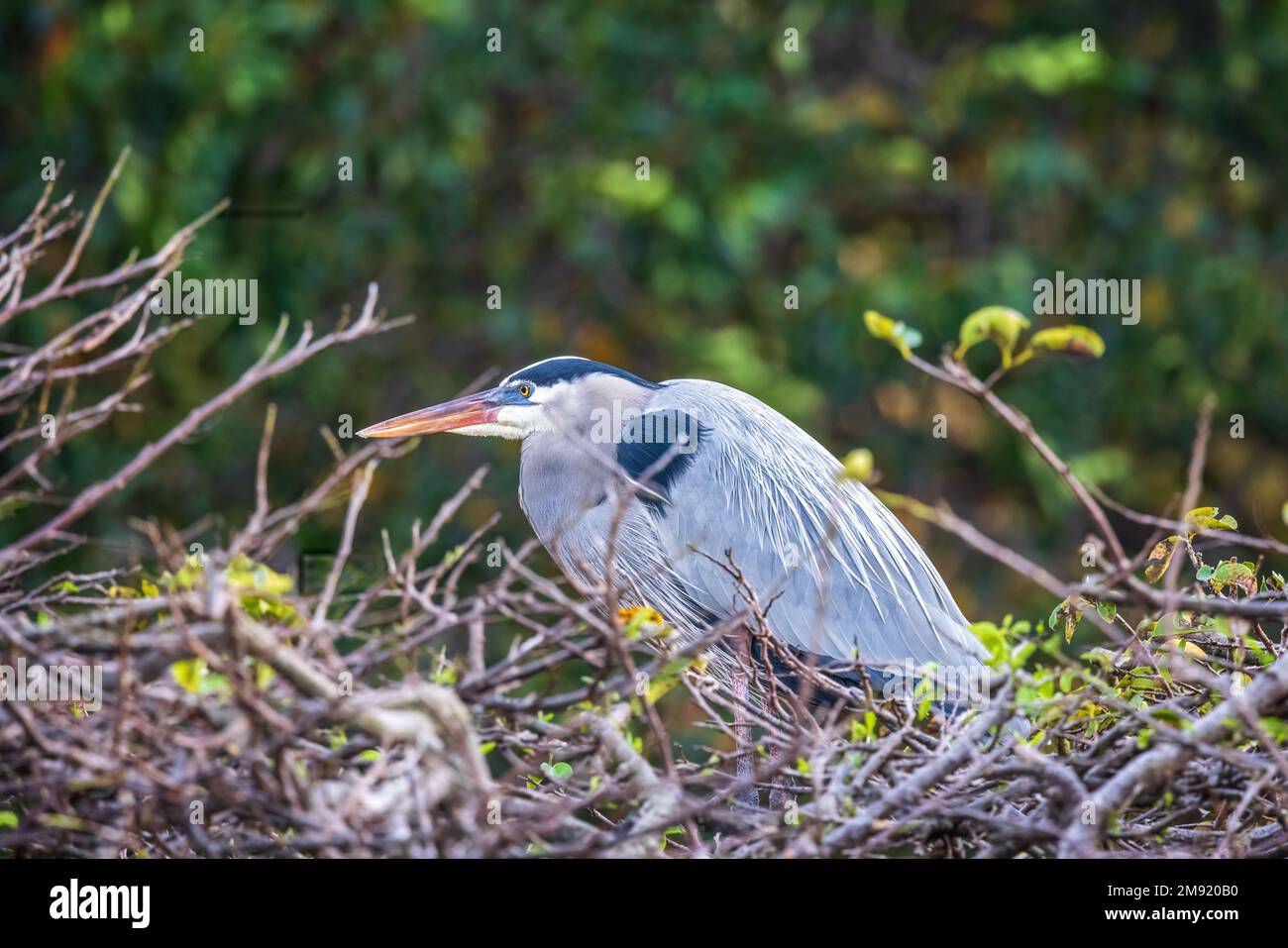 The grey heron is an easily recognised, grey-backed bird, with long legs, a long, white neck, bright yellow bill and a black eyestripe that continues Stock Photo
