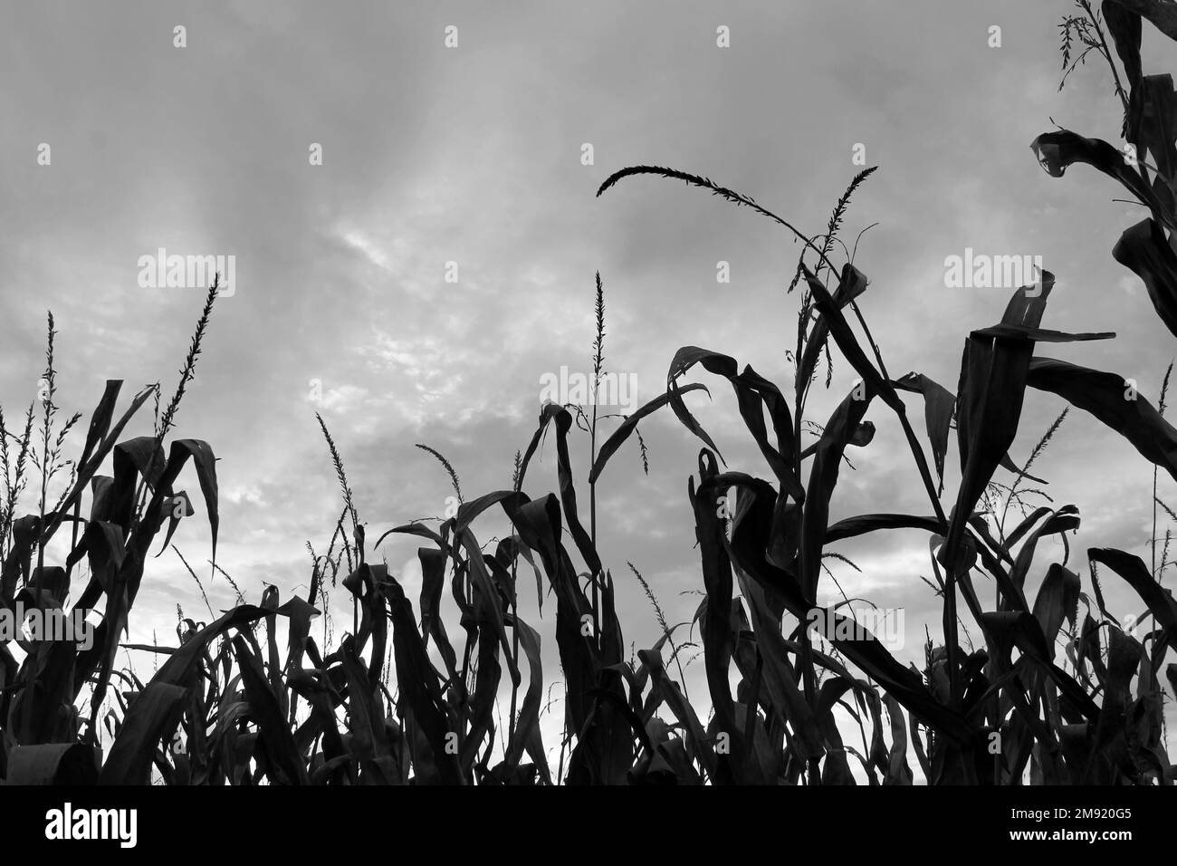 Corn field in backlight in black white Stock Photo Alamy