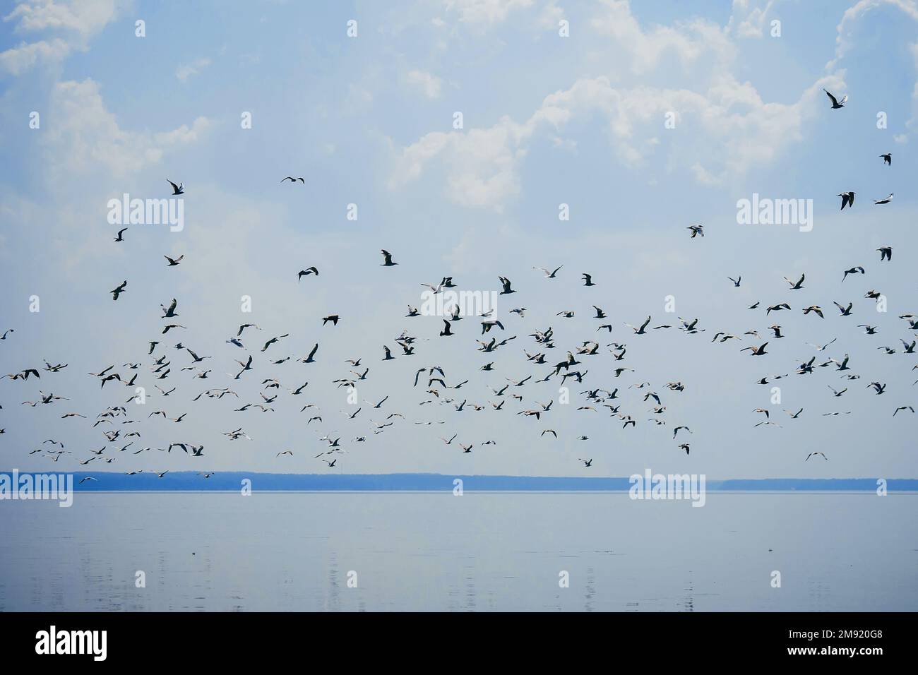 flock of seagulls in the sky flying over water Stock Photo - Alamy