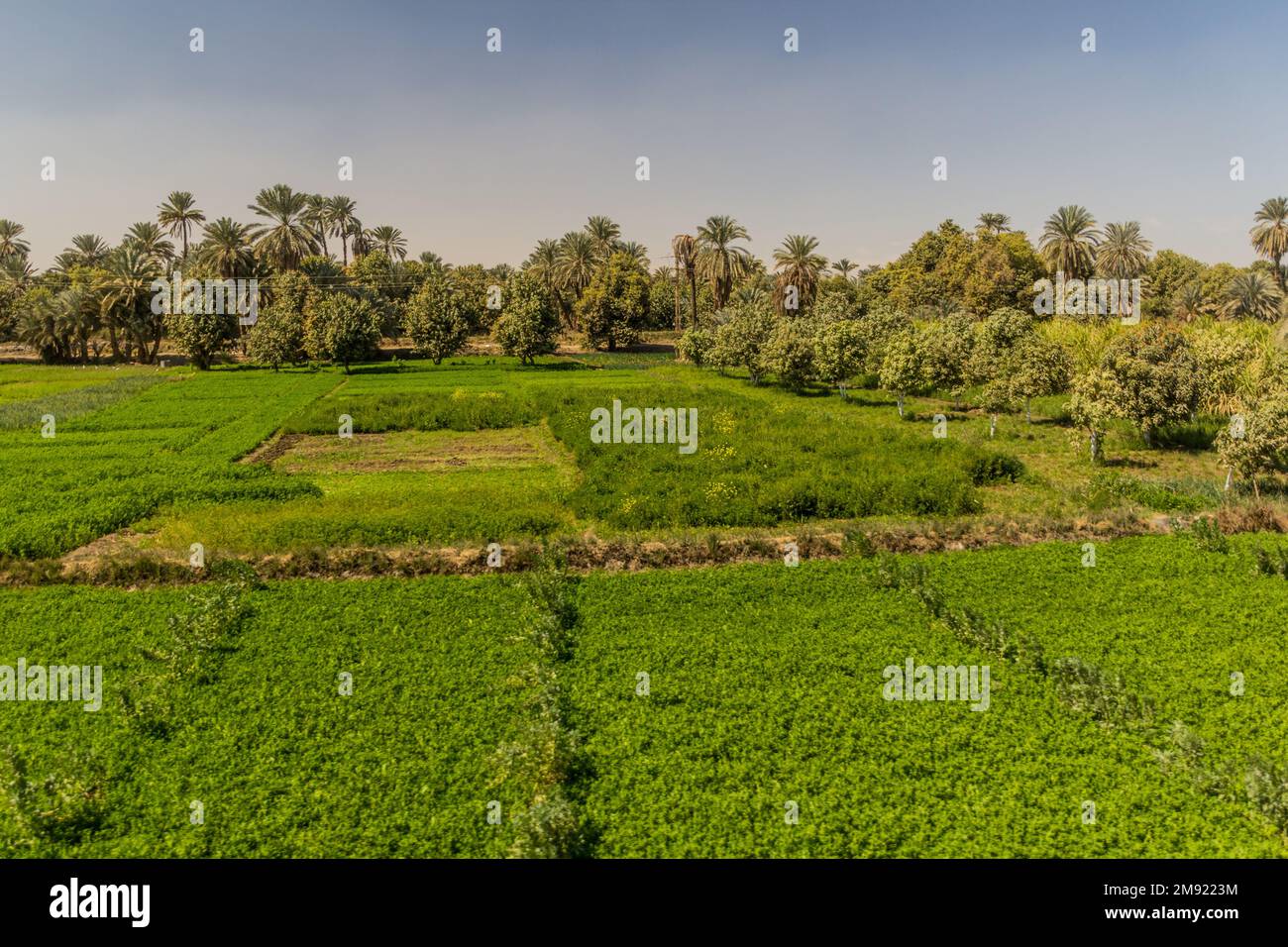 Fields along nile hi-res stock photography and images - Alamy