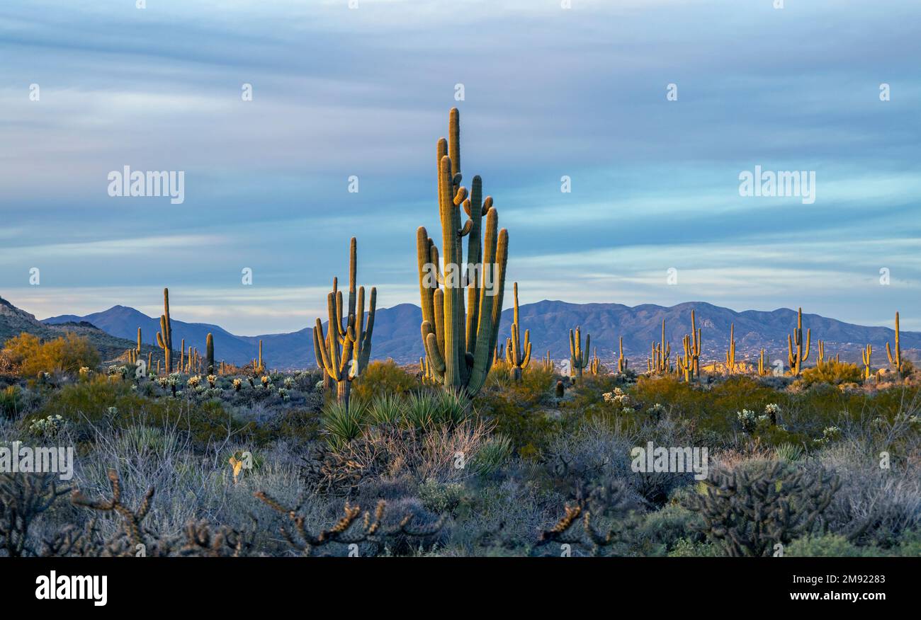 Classic Arizona Sonoran Desert Landscape With Cactus Stock Photo - Alamy