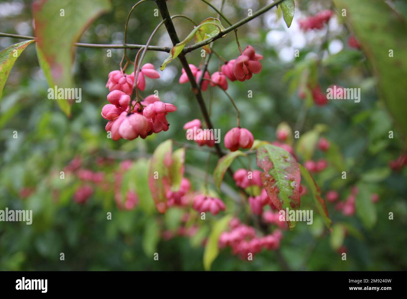 A closeup shot of Euonymus verrucosus blossoms in spring Stock Photo