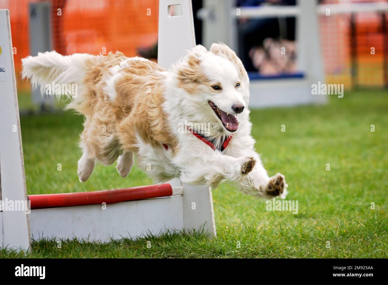 Dog store agility flyball