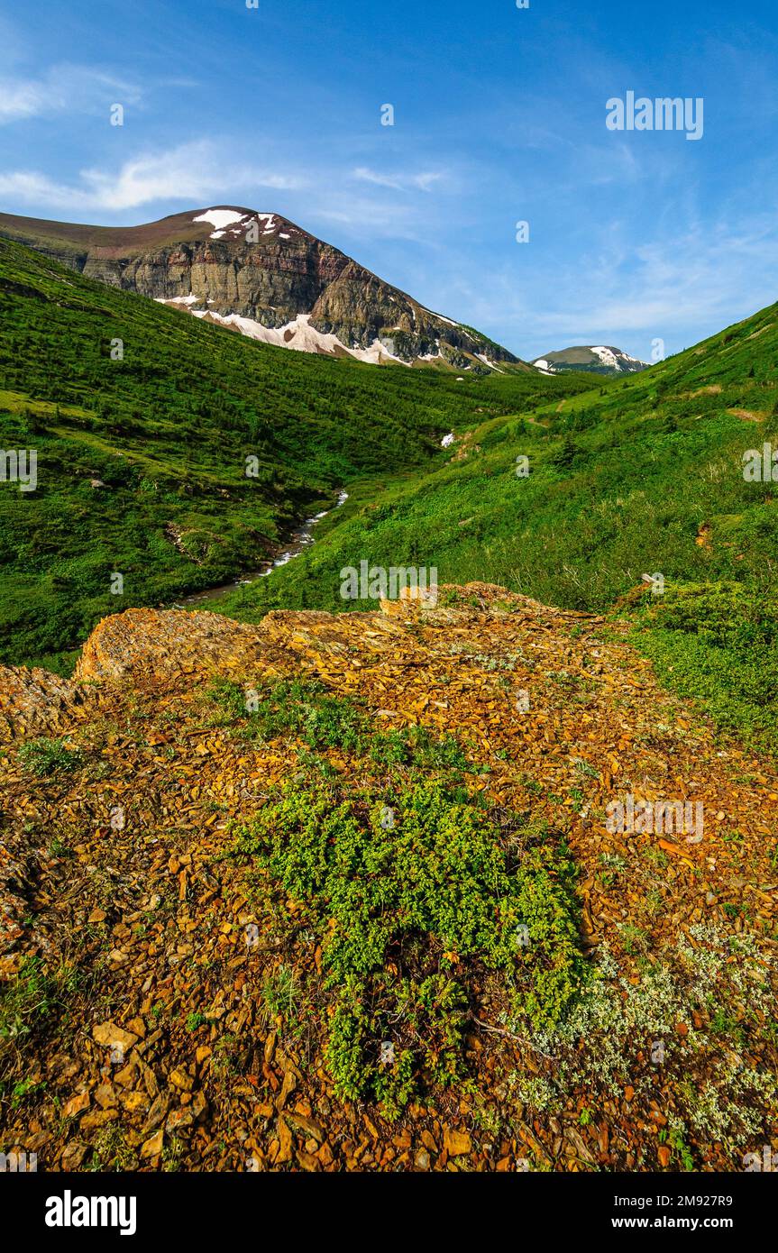 A spreading juniper growing in the high alpine region of sothern Alberta Stock Photo
