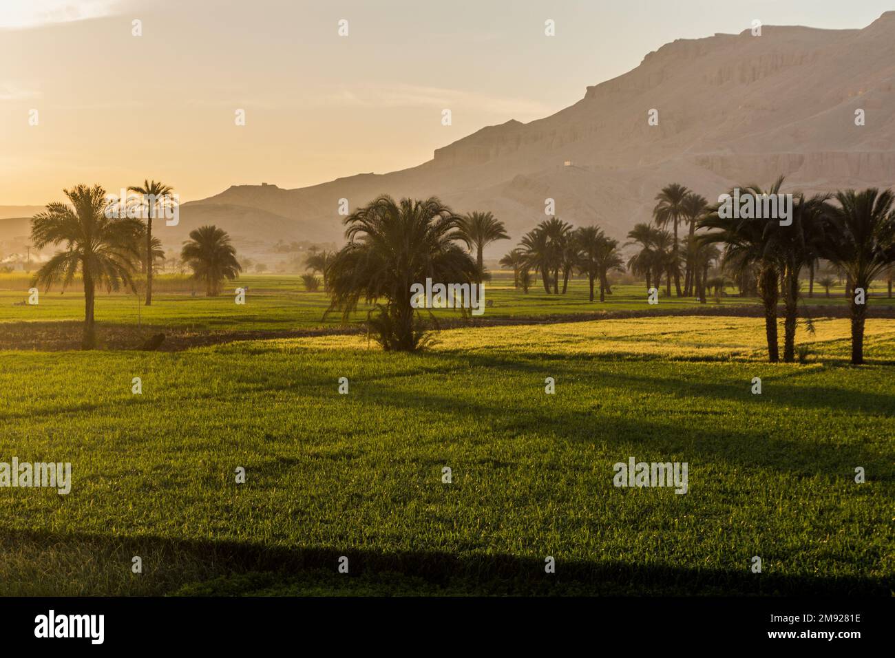Palms and lush fields in the valley of Nile river, Egypt Stock Photo ...