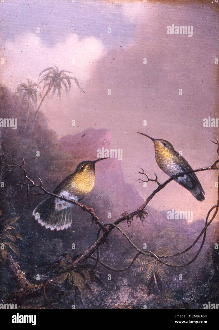 Two Humming Birds: 'Copper-tailed Amazili' Martin Johnson Heade (American, 1819-1904). Two Humming Birds: 'Copper-tailed Amazili,' ca.1865-1875. Oil on canvas, 11 9/16 x 8 7/16 in. (29.3 x 21.5 cm).  Martin Johnson Heade was inspired not only by the North American landscape, but by South America as well. In 1863 he traveled to Brazil to paint images of “exotic” species of native hummingbirds. He based the works on both direct observation and his collection of hummingbird skins, though he took liberties with the description of the birds’ habitats. American Art ca.1865-1875 Stock Photo