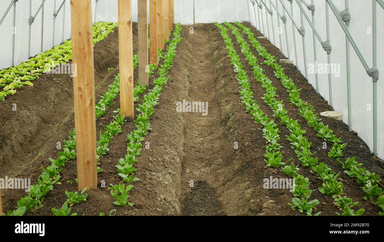 Spinach seedling planting greenhouse folio Spinacia oleracea vegetable