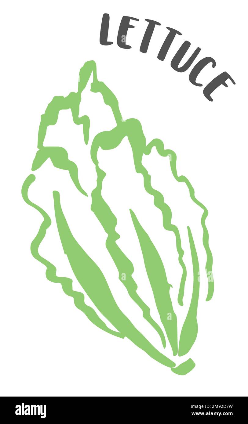 Lettuce drawing hand painted with ink brush isolated on white