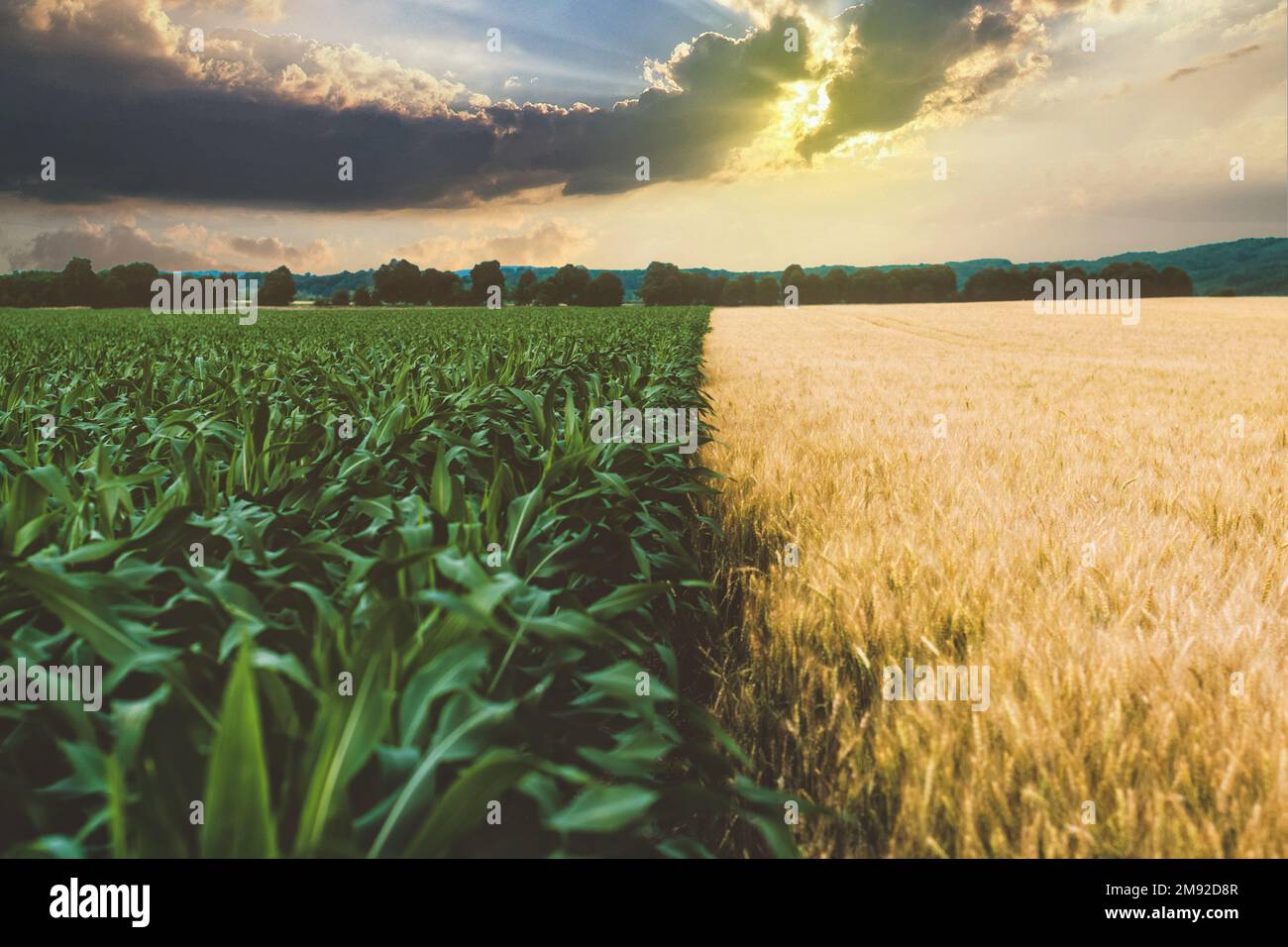 Corn and wheat fields side by side with a spectacular sky, Balassagyarmat, Hungary Stock Photo