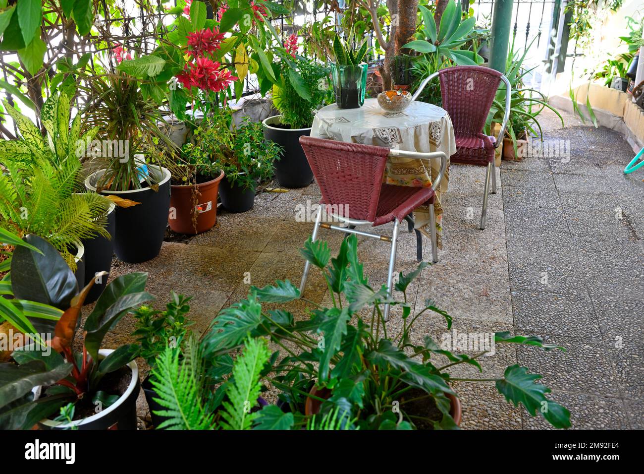 Enclosed outdoor patio with table and chairs all surrounded by green potted plants Stock Photo