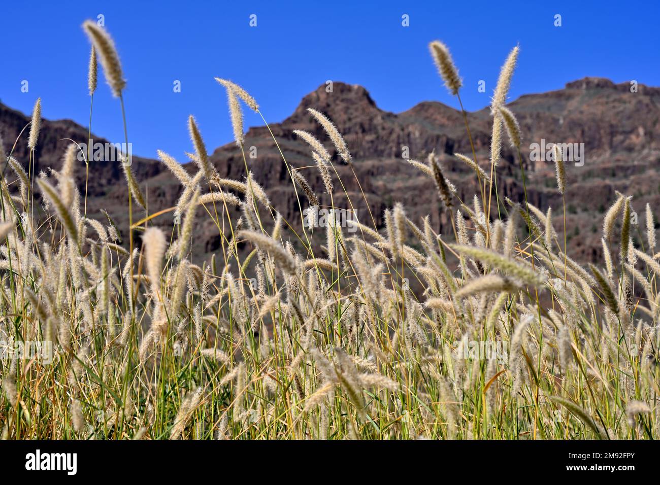 Wild grasses (Pennisetum setaceum) growing with mountains as backdrop Stock Photo