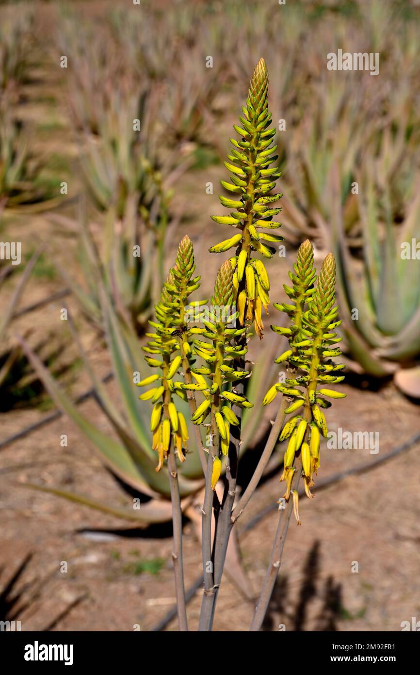 Flowers of the Aloe barbadensis plant which is cultivated to produce Aloe vera for cosmetic and medicinal uses Stock Photo