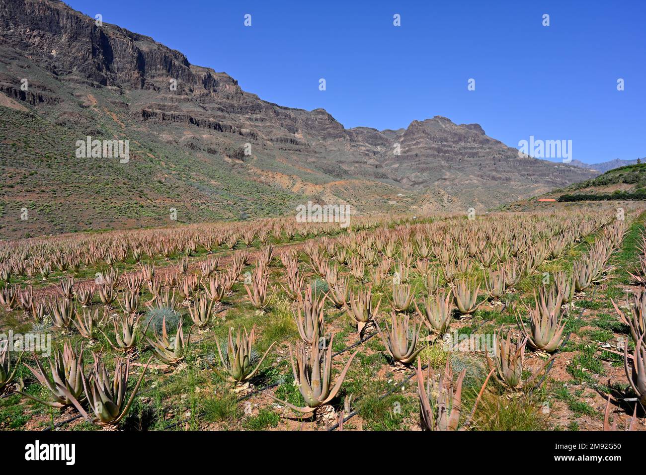 Fields growing the succulent plant Aloe barbadensis which is cultivate for extracting Aloe vera for cosmetic and medicinal uses. Mountain backdrop in Stock Photo