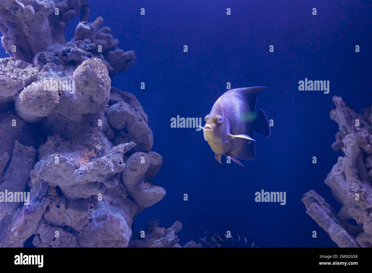 Colorful koran angel fish, oceanarium Stock Photo