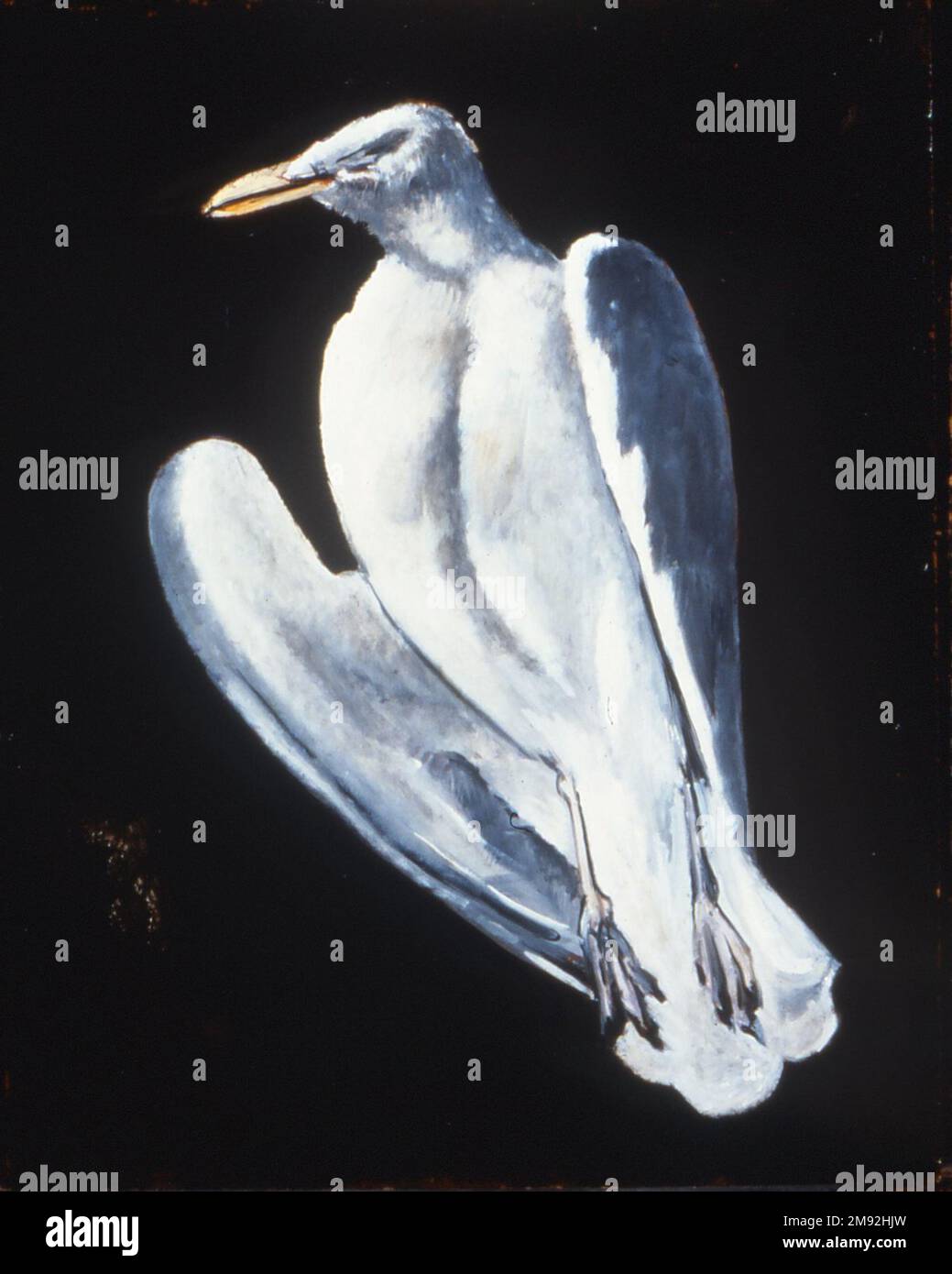 Gull Marsden Hartley (American, 1877-1943). Gull, 1942-1943. Oil on ...