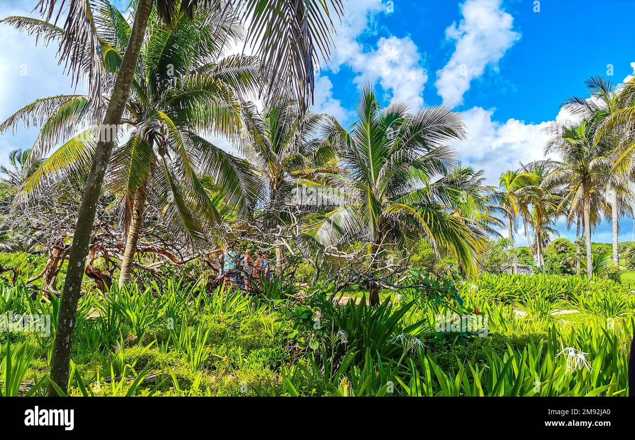 Tulum Treee Tropical natural mexican palm tree with coconuts and blue sky ...