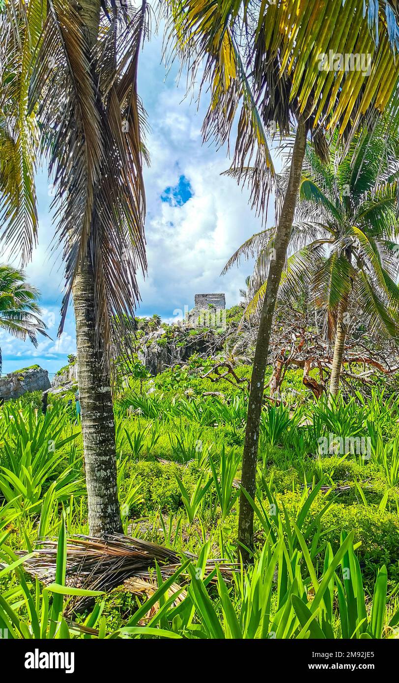 Tropical natural mexican palm tree with coconuts and blue sky ...