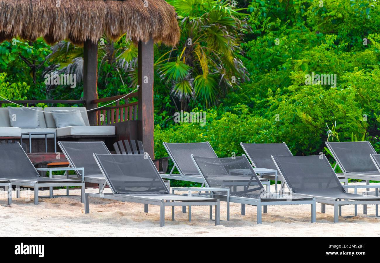 Palm trees parasols umbrellas and sun loungers at the beach resort