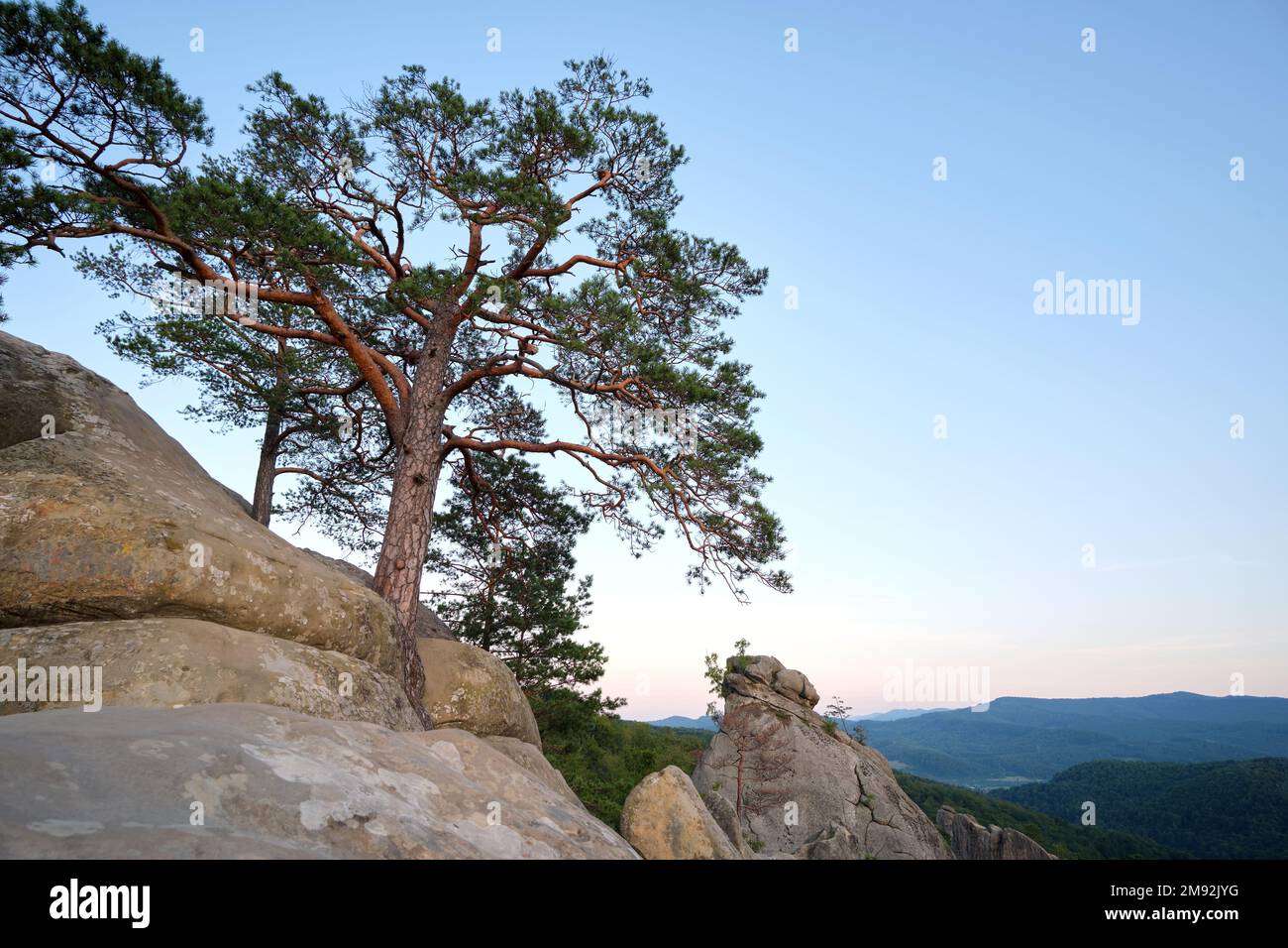 Big old pine tree growing on rocky mountain top under blue sky on ...