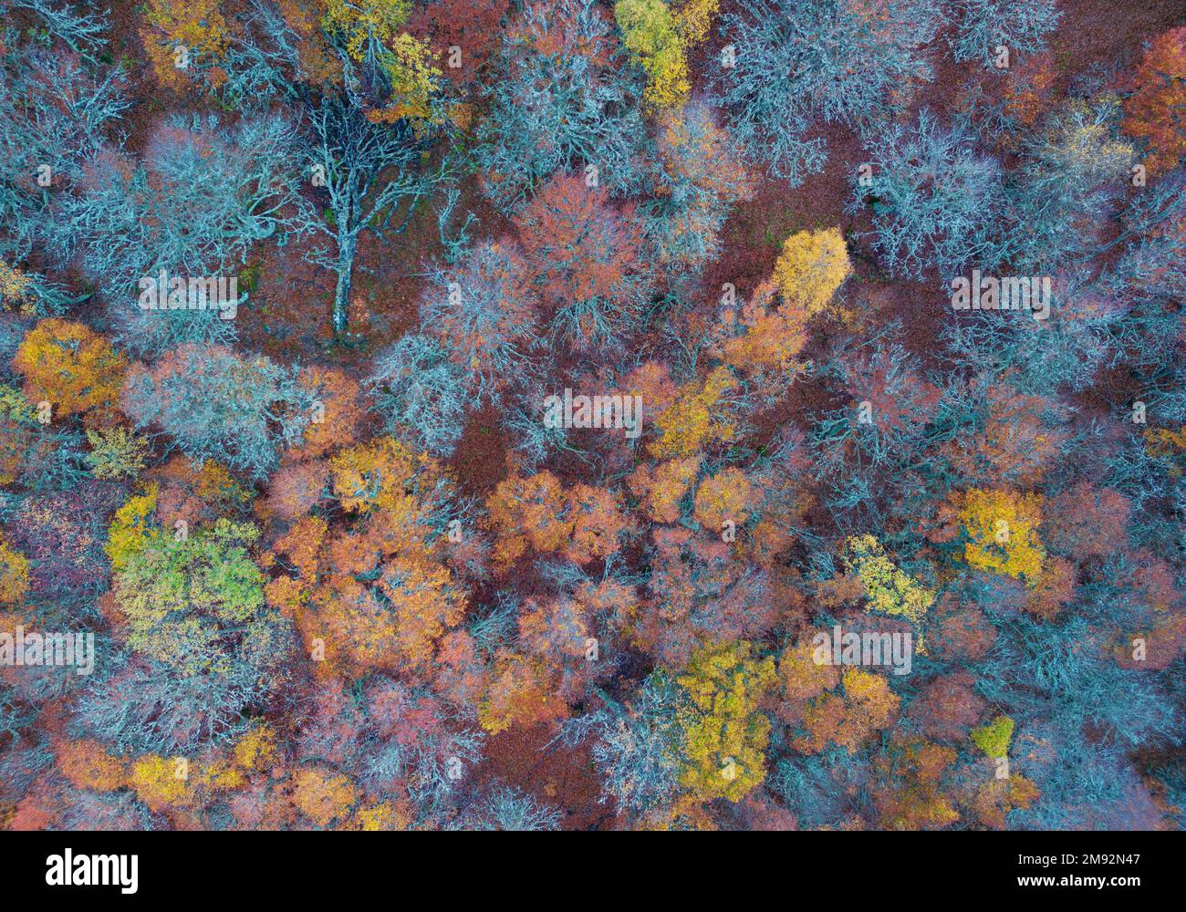 Daytime forest view trees hi-res stock photography and images - Alamy