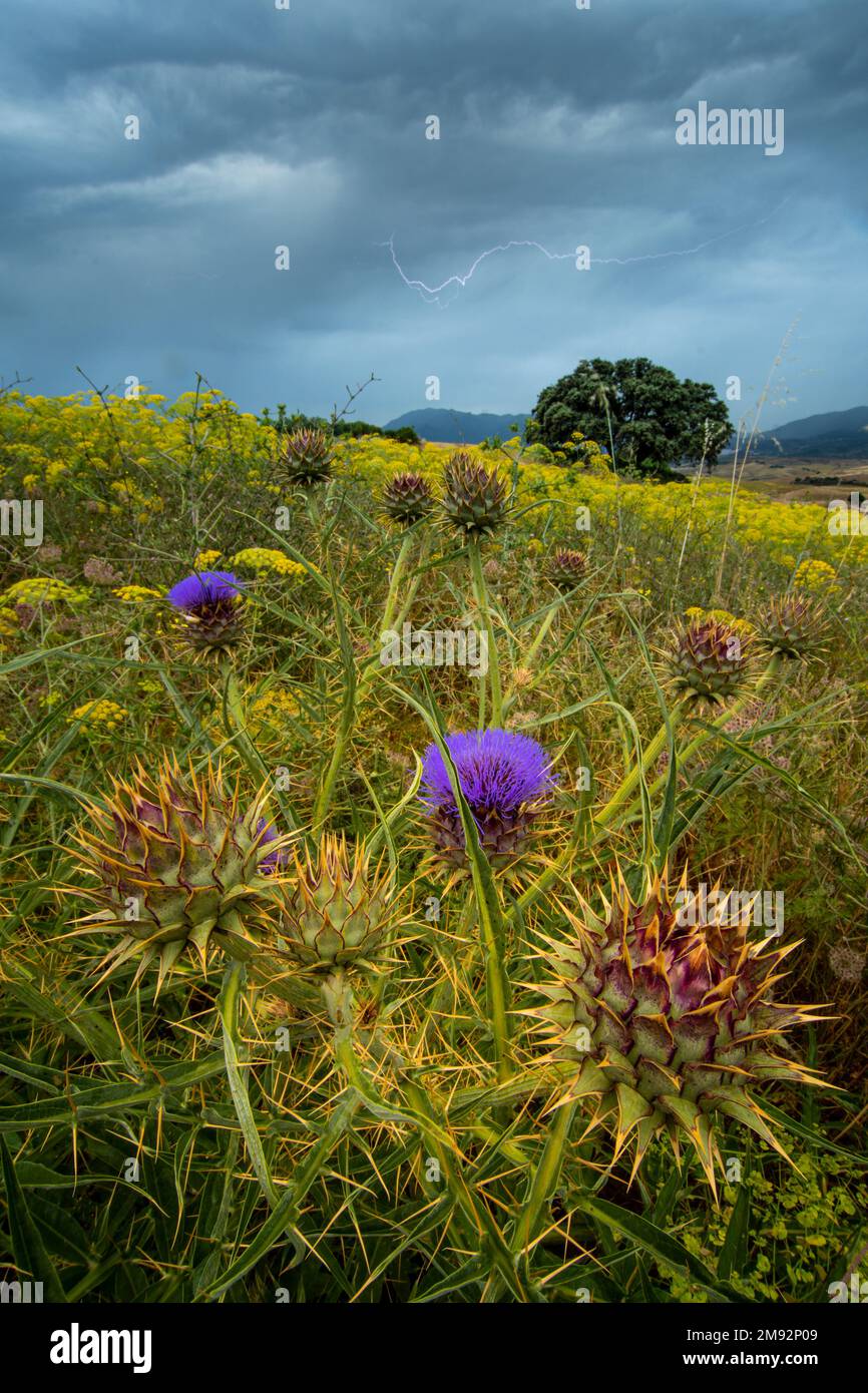 Picturesque scenery of blooming wild cardoon plant with spikes and ...