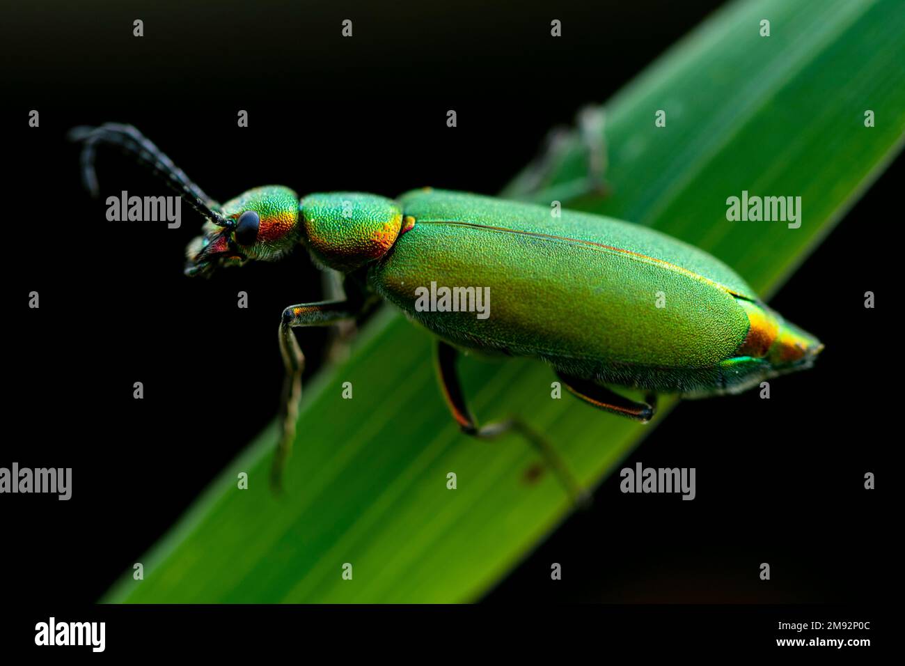 From above closeup of bright emerald green Spanish fly beetle sitting on plant tree against black background Stock Photo