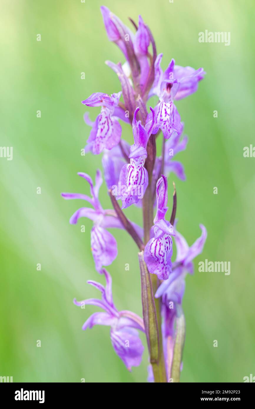 Selective focus of purple flower of robust marsh orchid vegetating in green field on sunny summer day Stock Photo