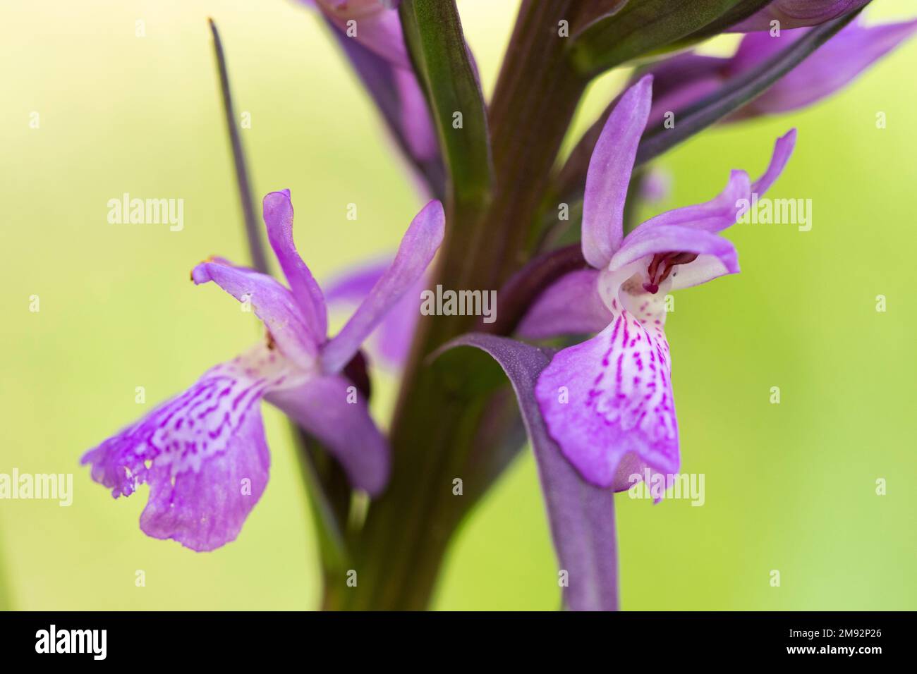 Close-up of purple flower of robust marsh orchid vegetating in green field on sunny summer day Stock Photo