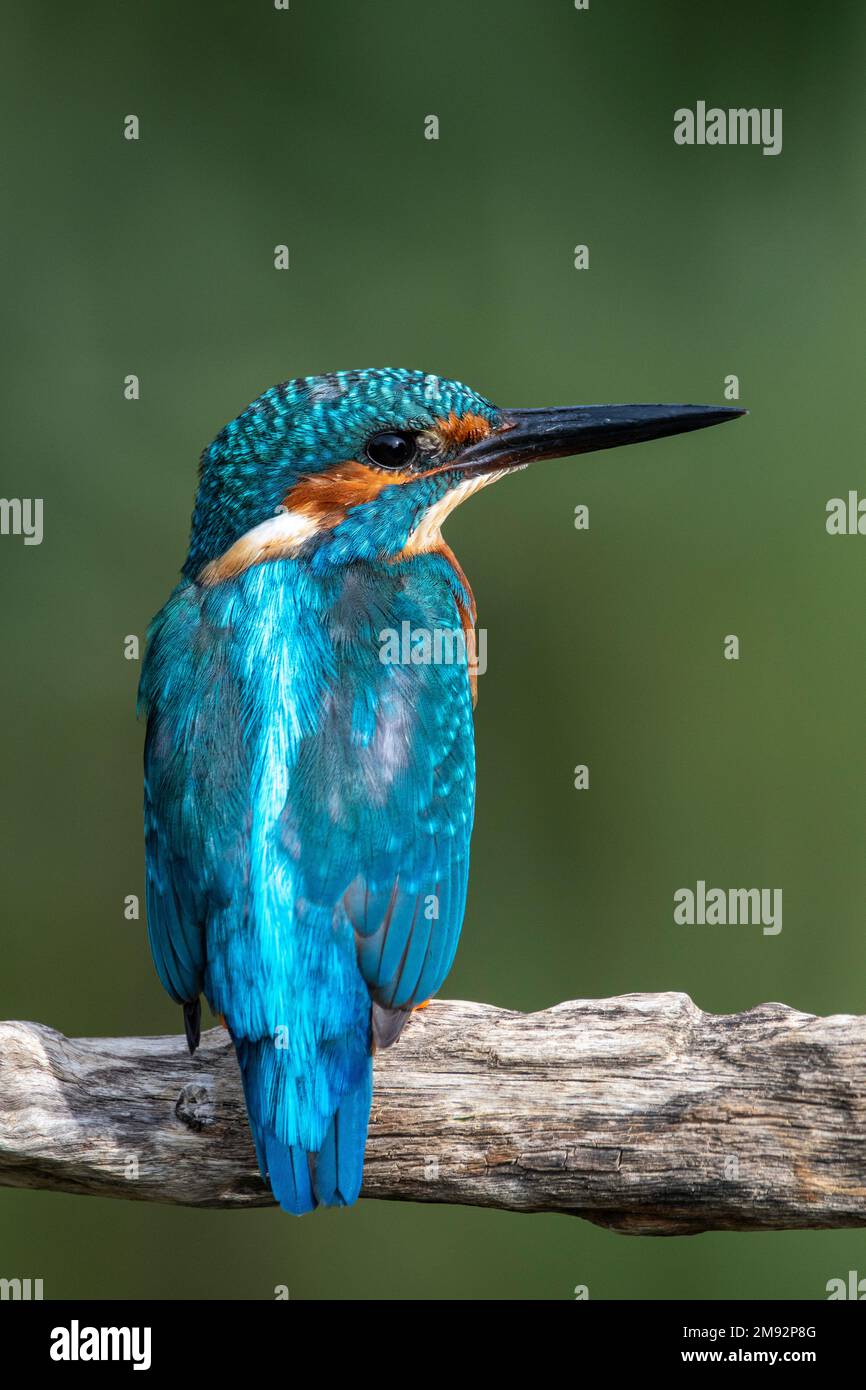 Panier Rangement Cuisine Panier Suspendu Etagere Rangement Placard