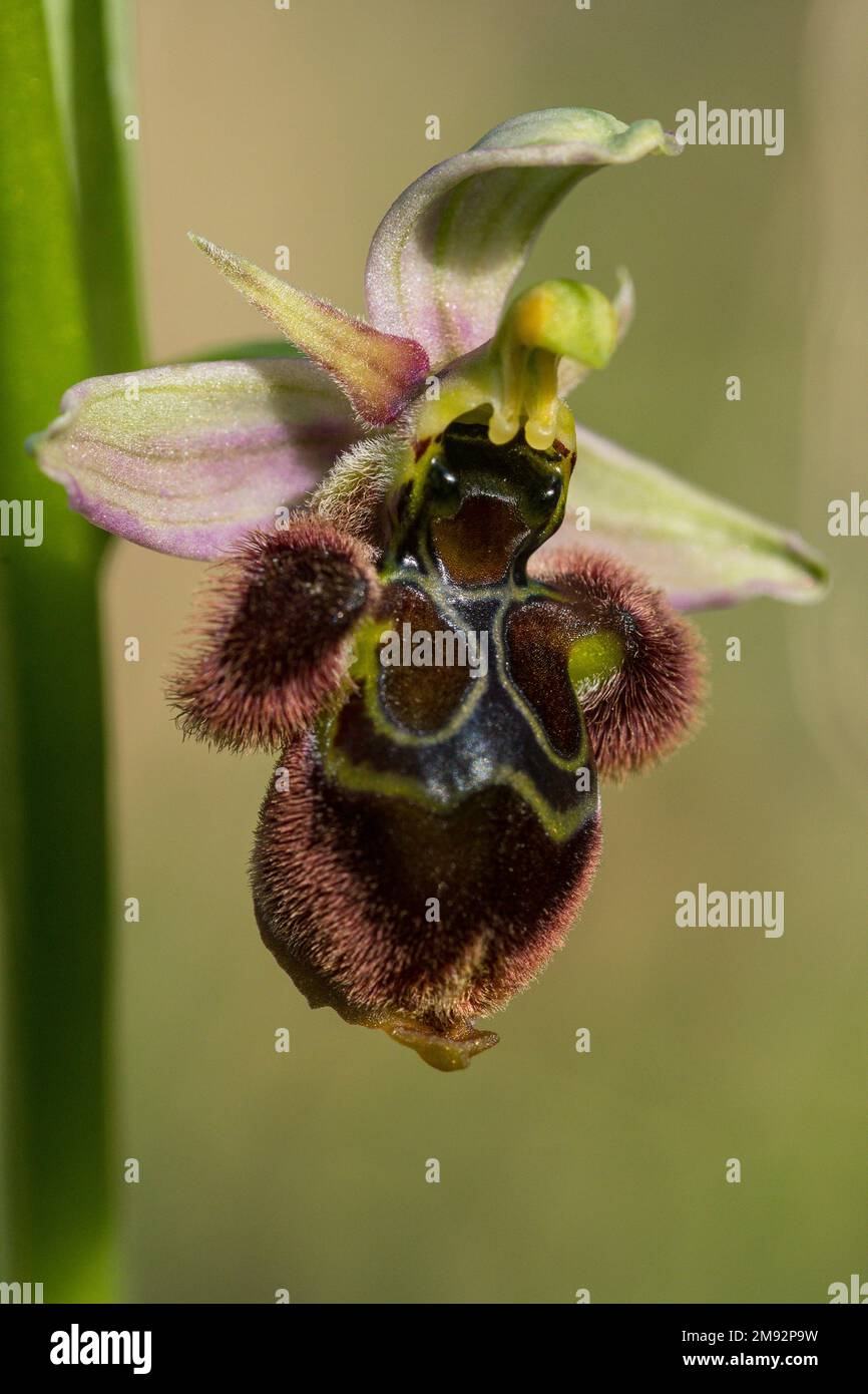 Closeup of hybrid wild orchid Ophrys x Castroviejoi flower with green stem against blurred background Stock Photo