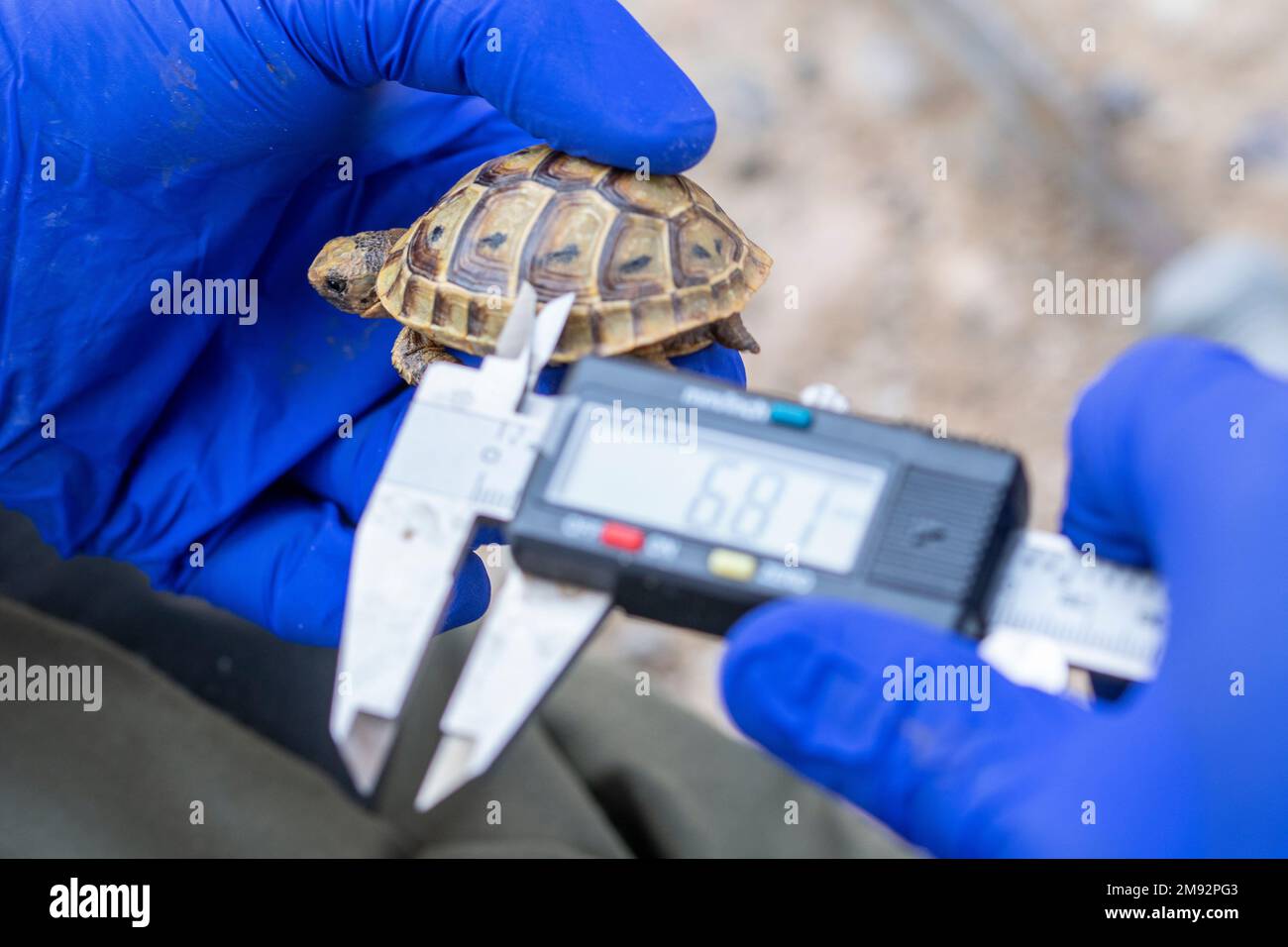 Crop anonymous veterinarian in blue gloves with electronic digital vernier caliper measuring pattern on Testudo graeca shell Stock Photo