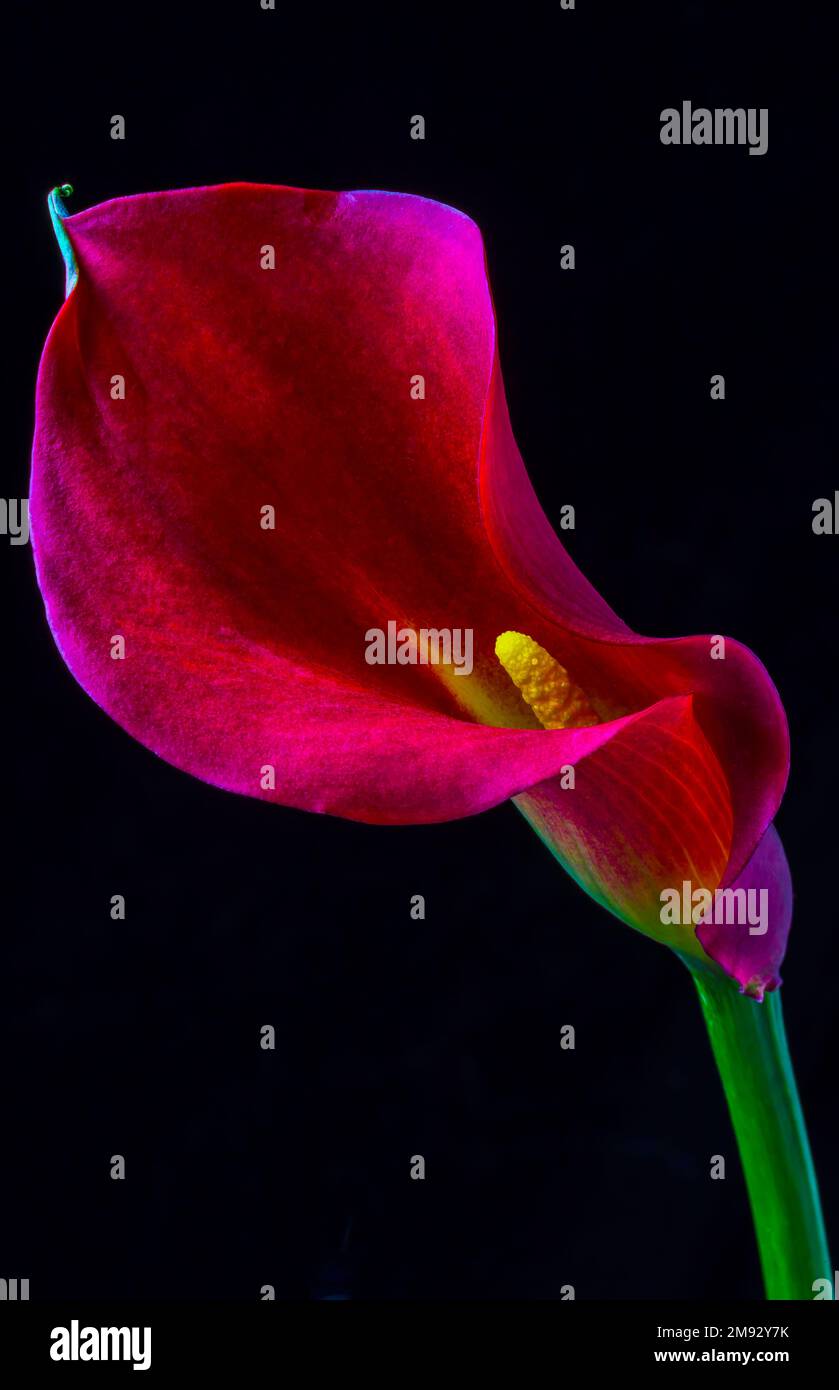 Beautiful Red Calla Lily Stock Photo - Alamy