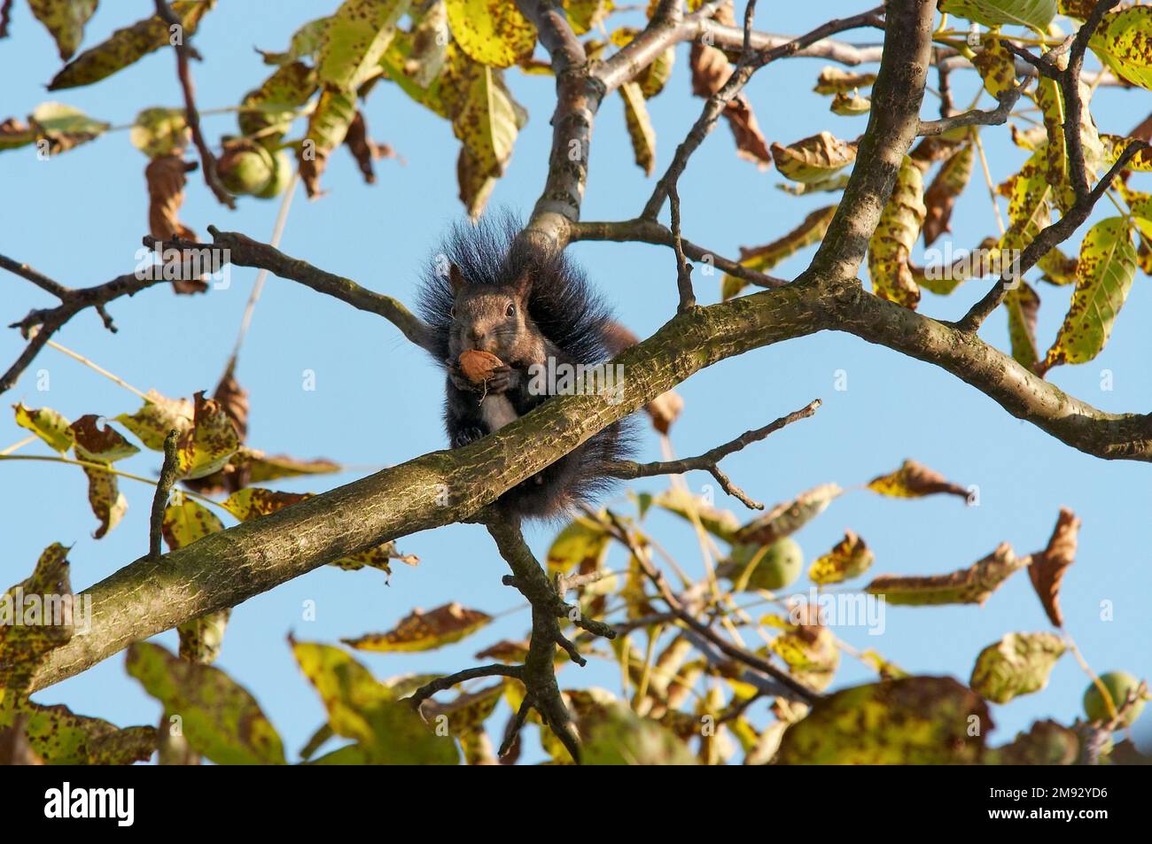 Squirrel eating a nut on the branch Stock Photo