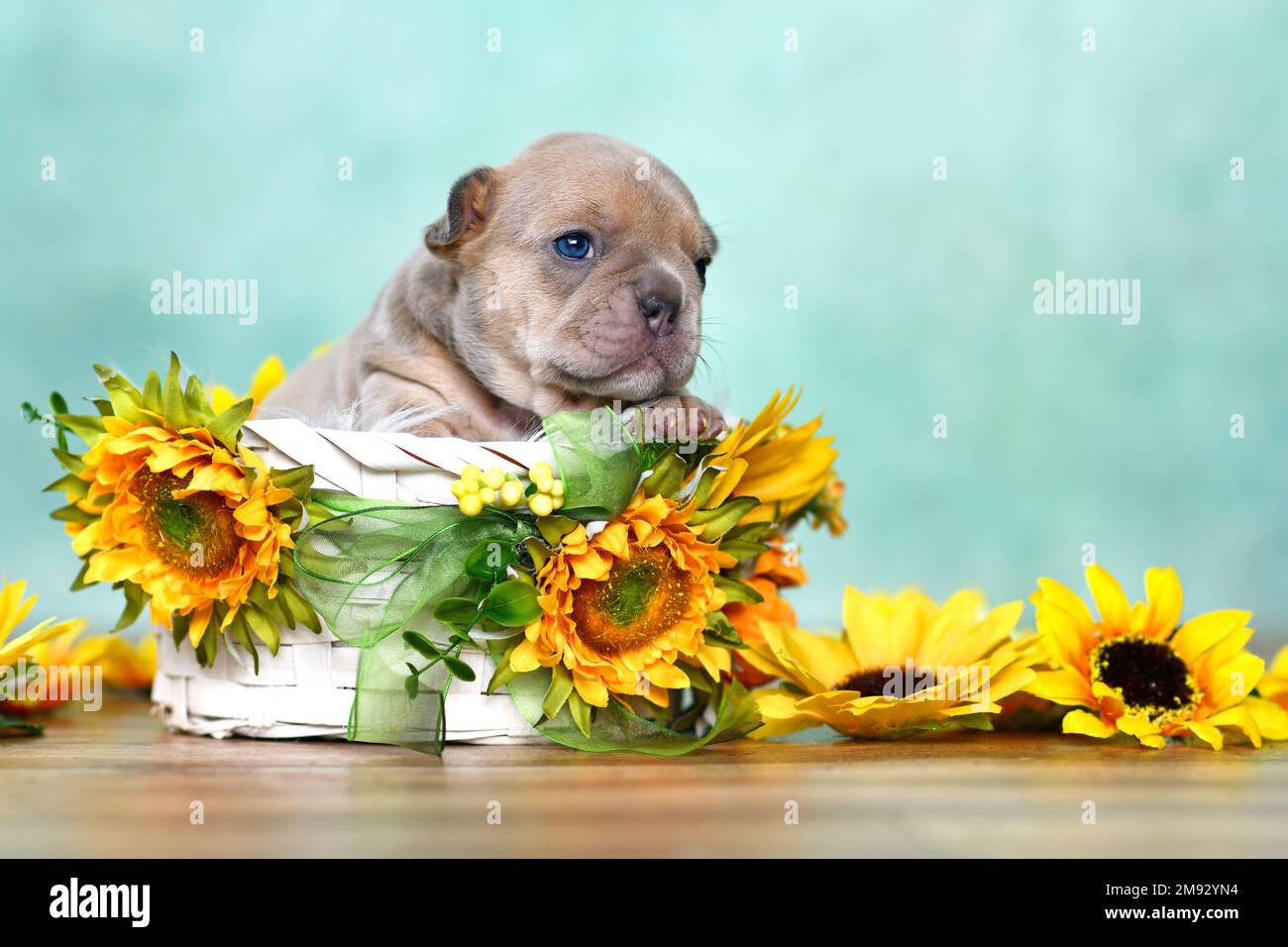 3 weeks old French Bulldog dog puppy peeking out of white basket with sunflowers Stock Photo
