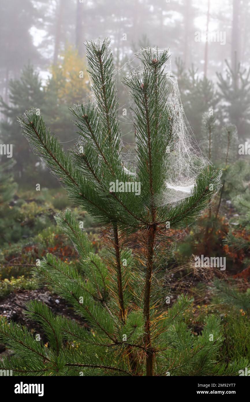 Dew webs on the needles of a small pine Stock Photo