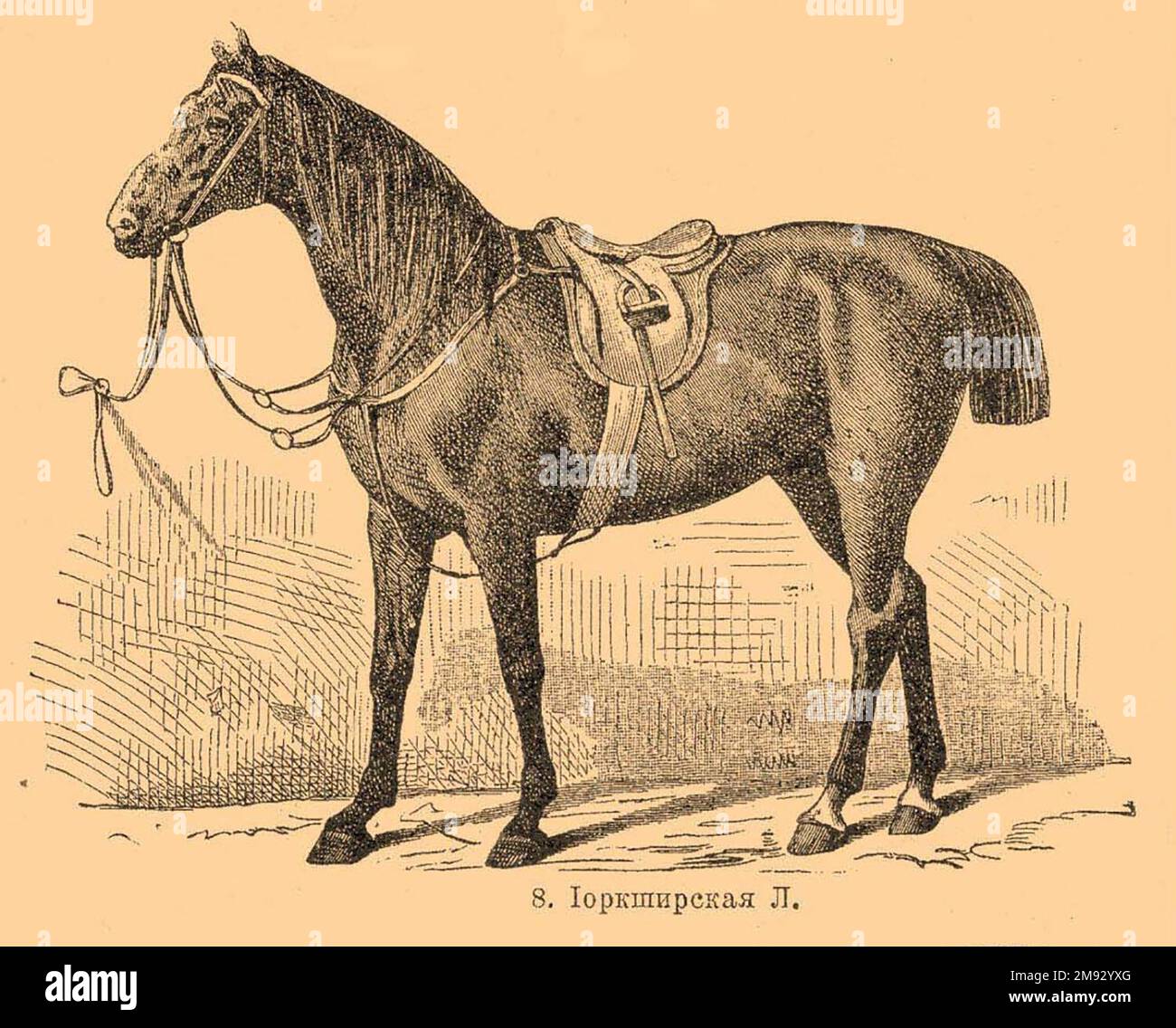 My kingdom for a horse! : Yorkshire, Rugby, Balliol, the bar bloodstock  and journalistic recollections : Allison, William, 1851-1923? : Free  Download, Borrow, and Streaming : Internet Archive