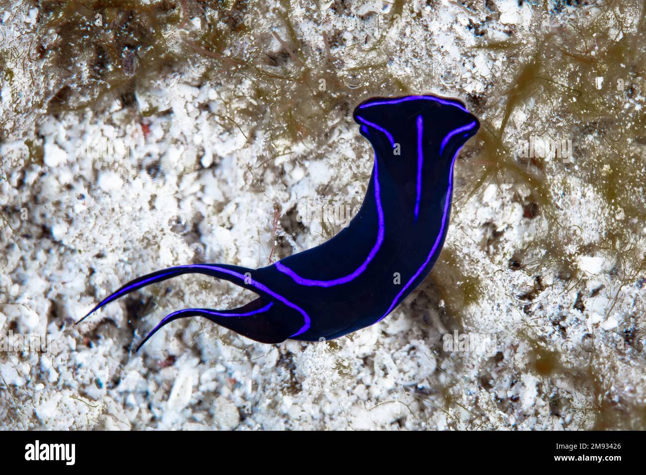 A small Blue Velvet headshield slug, Chelidonura varians, crawls across the sandy seafloor of a reef in the Solomon Islands. Stock Photo