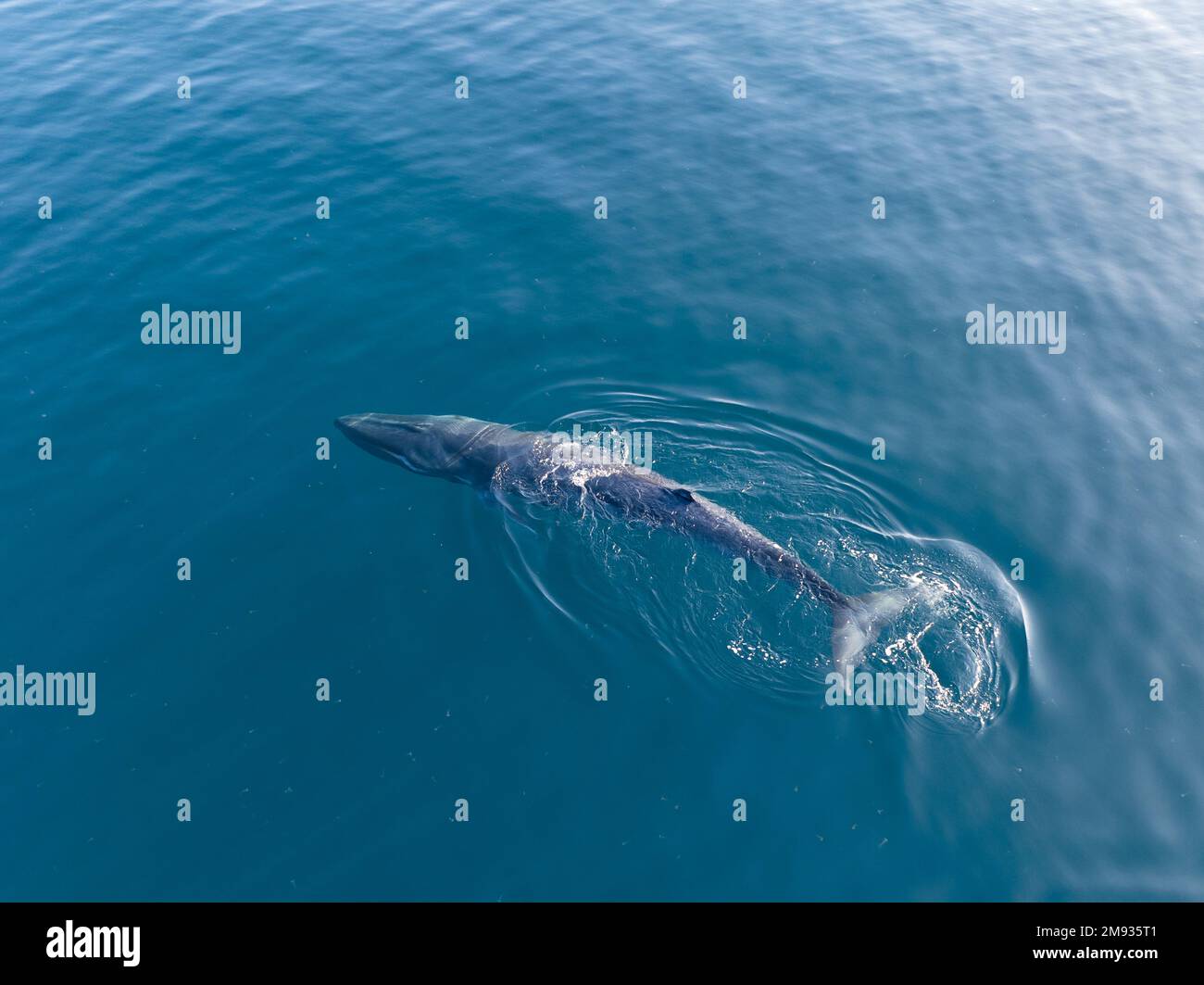 An Omura's whale, Balaenoptera omurai, breathes at the surface of the South Pacific Ocean. This little-known rorqual feeds on planktonic organisms. Stock Photo