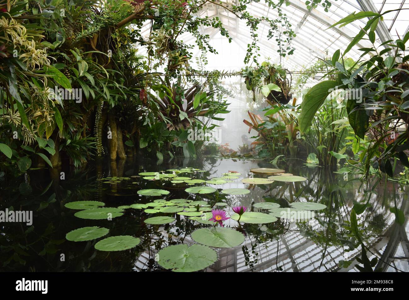 A beautiful pond at the Conservatory of Flowers in Golden Gate Park, San Francisco, California. Stock Photo