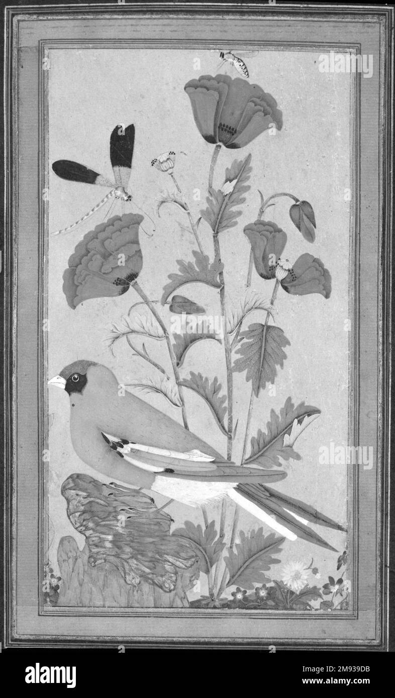 Finch, Poppies, Dragonfly, and Bee Indian. Finch, Poppies, Dragonfly, and Bee, 1650-1670. Opaque watercolor and gold on paper, sheet: 11 1/2 x 7 3/4 in. (29.2 x 19.7 cm).  The Mughal emperors introduced botanical and ornithological paintings to northern India in the sixteenth century. This painting represents a variation on that tradition because all of the natural elements have been rendered in a fanciful palette of intense colors. While the fantastic rock form and the representation of more than one species recall paintings by the Persian artist Riza ‘Abbasi, the use of jewel tones suggests Stock Photo