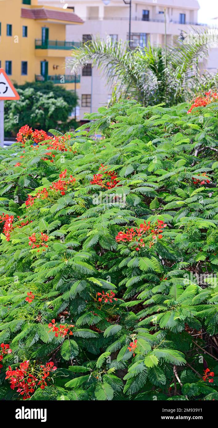 Lush bright green foliage and red flowers of flame tree Royal Poinciana as a natural background. Stock Photo
