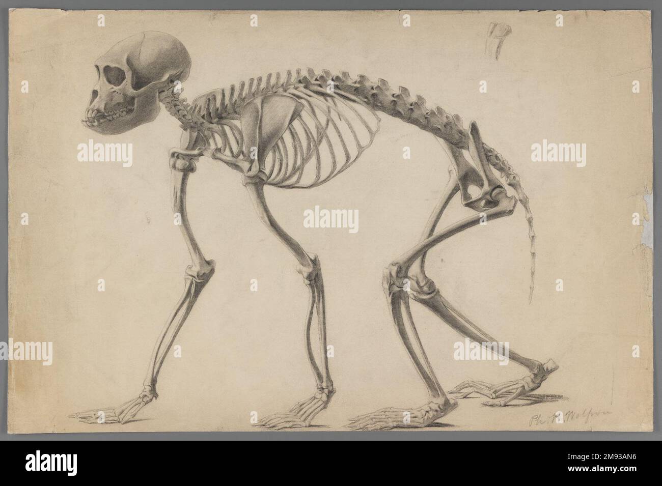 Skeleton of a Primate, Philip H. Wolfrom, American, 1870-1904