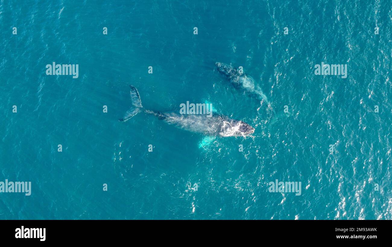 Humpback whale splash underwater hi-res stock photography and images ...