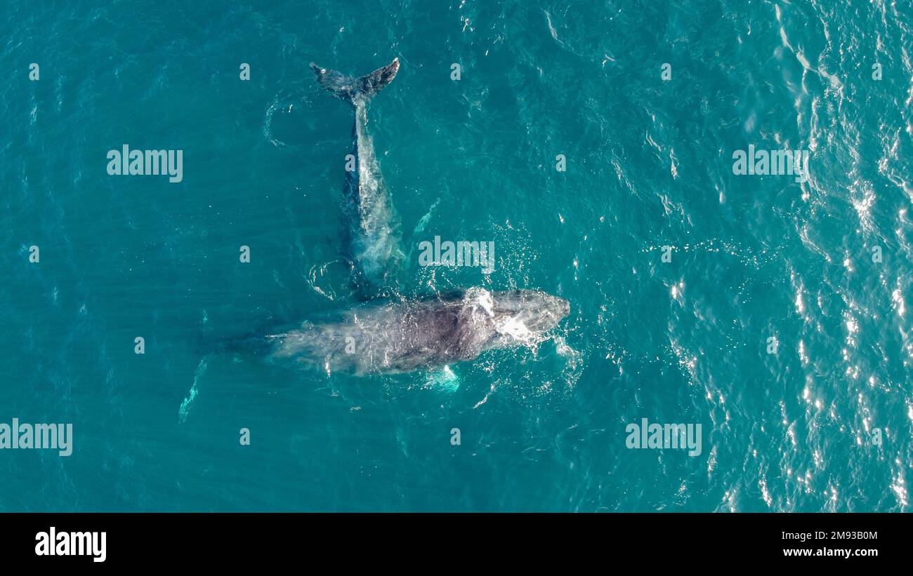 Tail humpback whale above water hi-res stock photography and images - Alamy