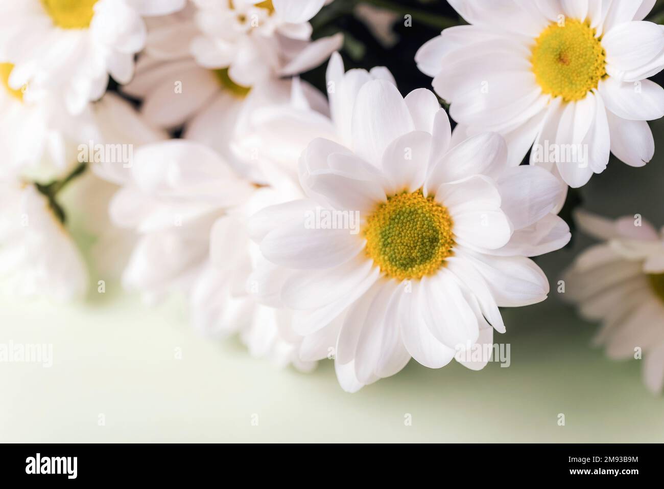 White chrysanthemum flowers hi-res stock photography and images - Alamy