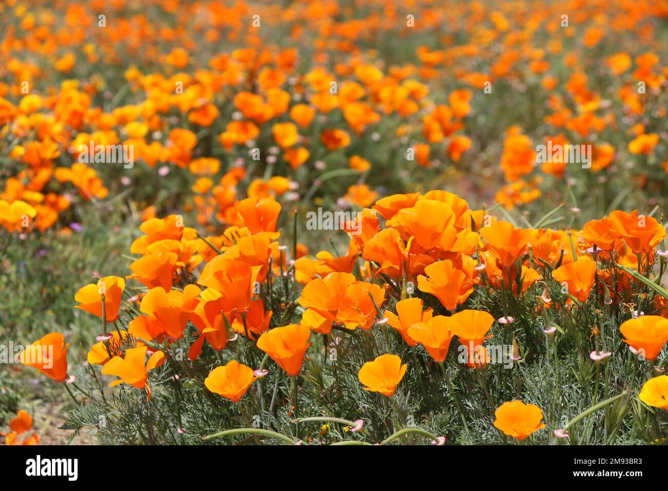 Poppy Orange Superbloom Flower Field in Camarillo California  with Green Leaves Stock Photo