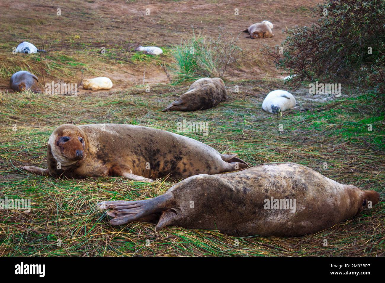Grey Seals basking Stock Photo